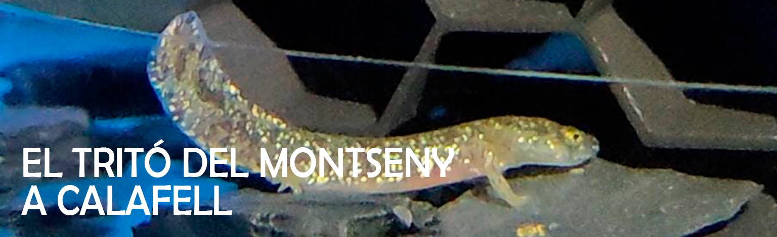 TRITO DEL MONTSENY