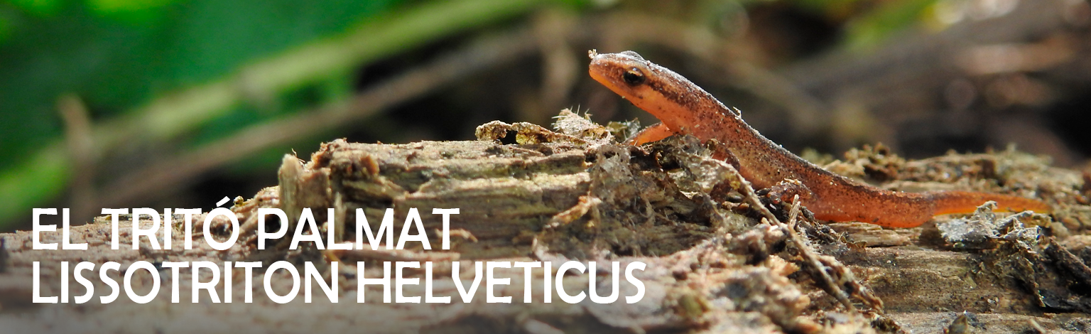 HELVETICUS